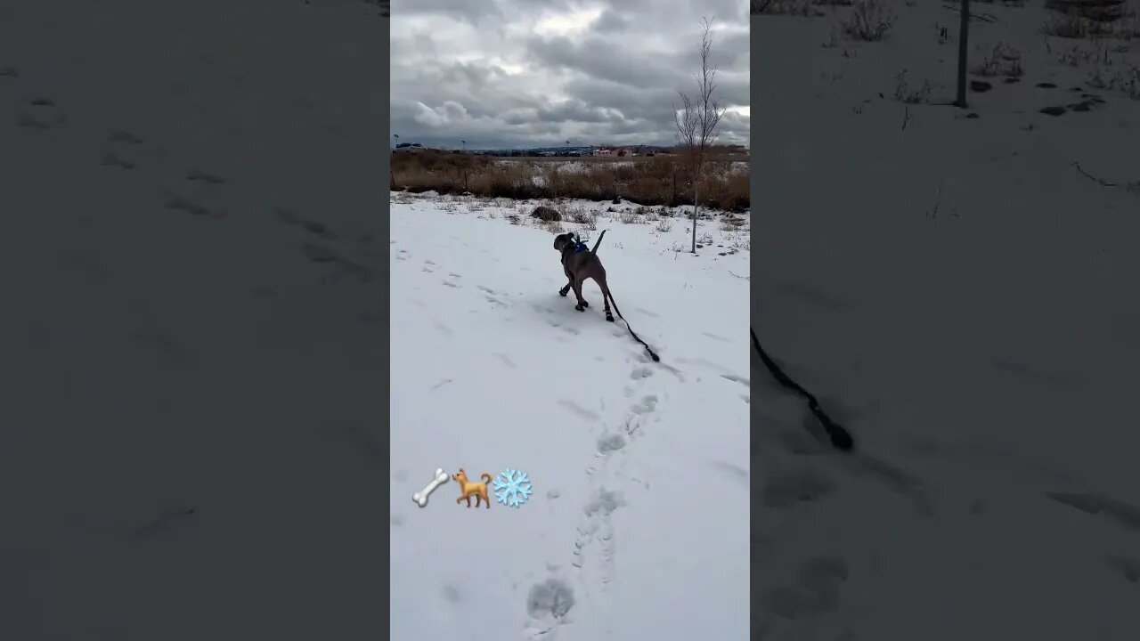 Snow ⛄️ fun!! #dog #shorts #funnyvideo #travel #pets #cute