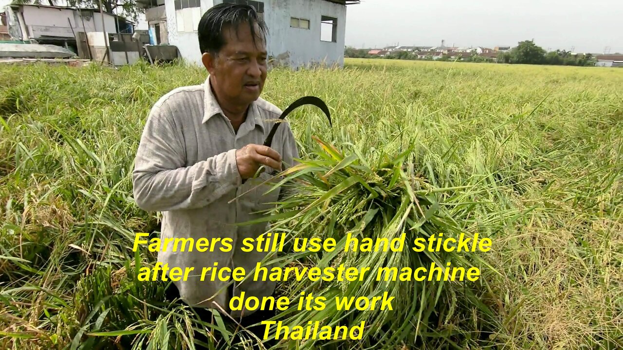 Farmers still have to use hand stickle even after rice harvester machine done its work