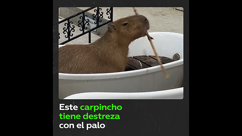 Capibara sorprende con su talento: gira un palo y se hace viral