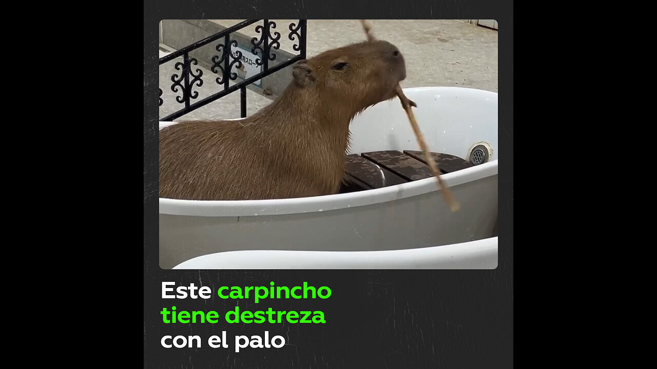 Capibara sorprende con su talento: gira un palo y se hace viral