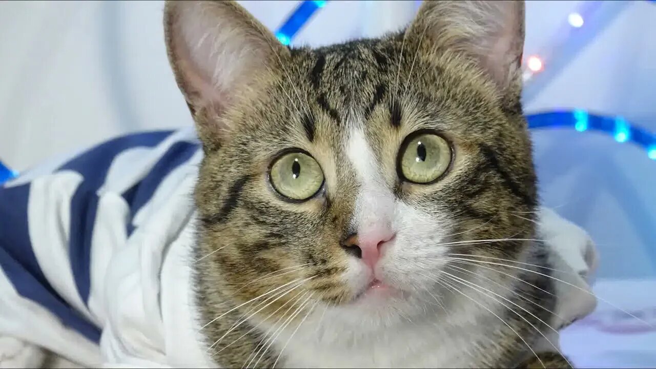 Cat Photography