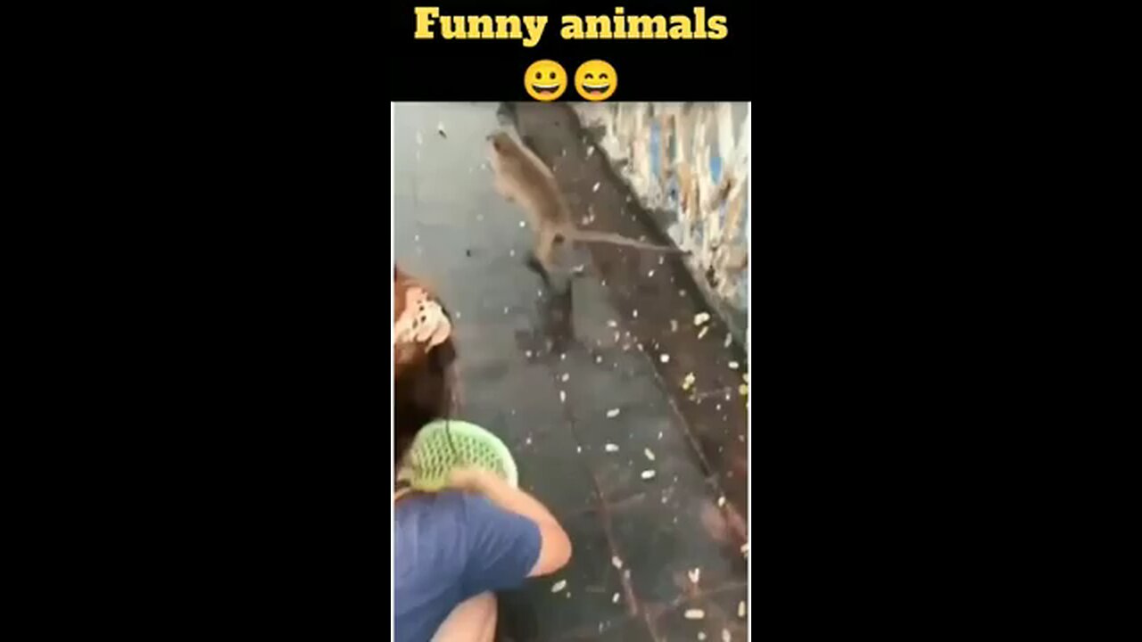 Funny animal videos