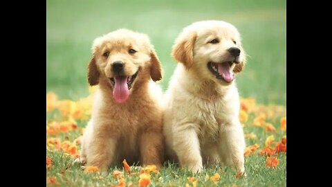 GOLDEN RETRIEVER FUN FEST PUPPIES OF ALL AGES