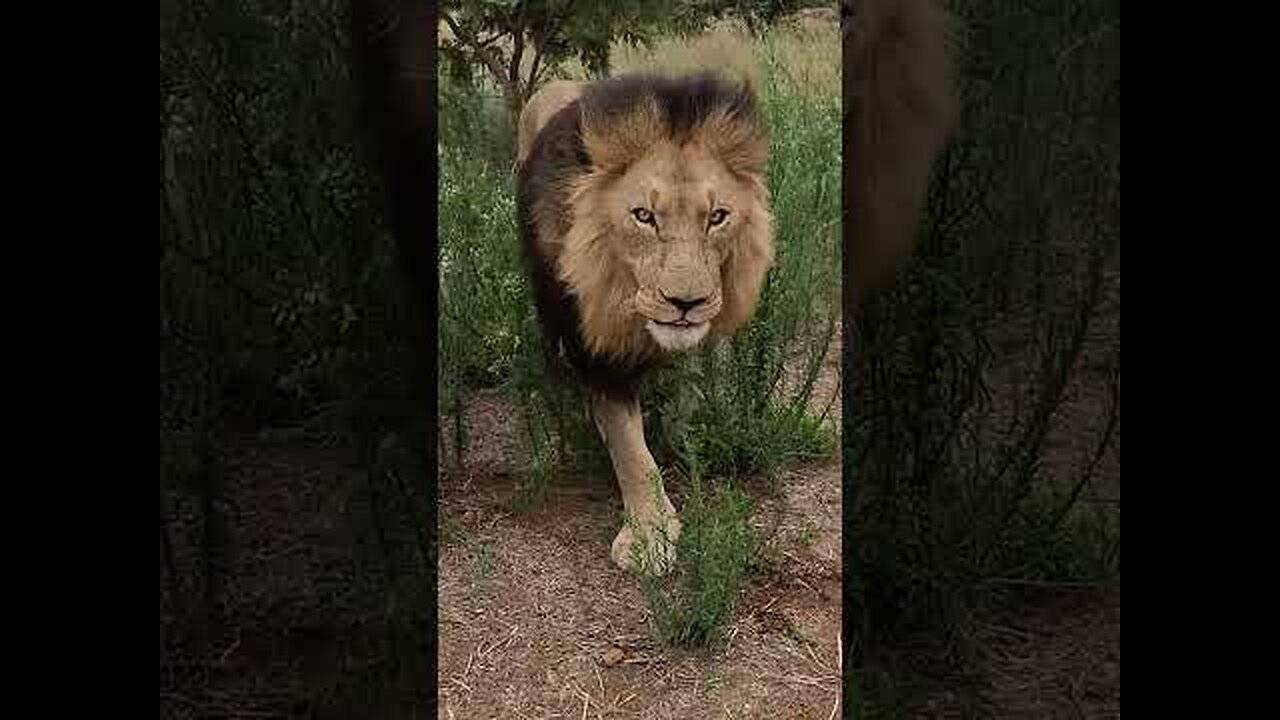 LION MENTALITY - Motivational Video