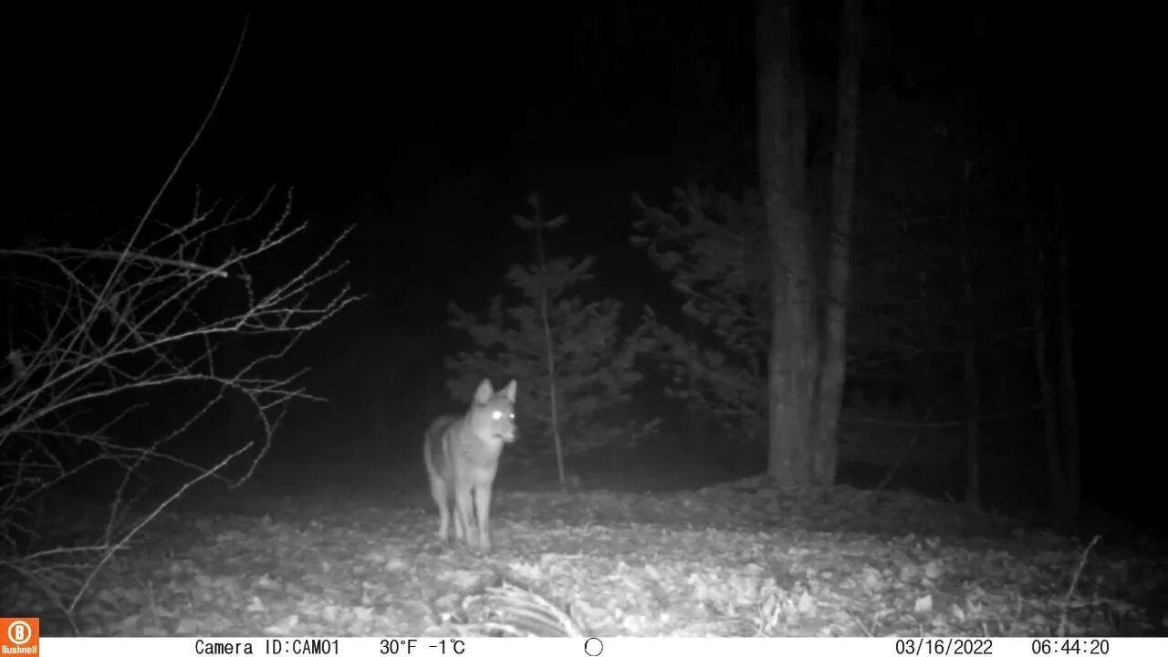 Wiley's back for a midnight snack