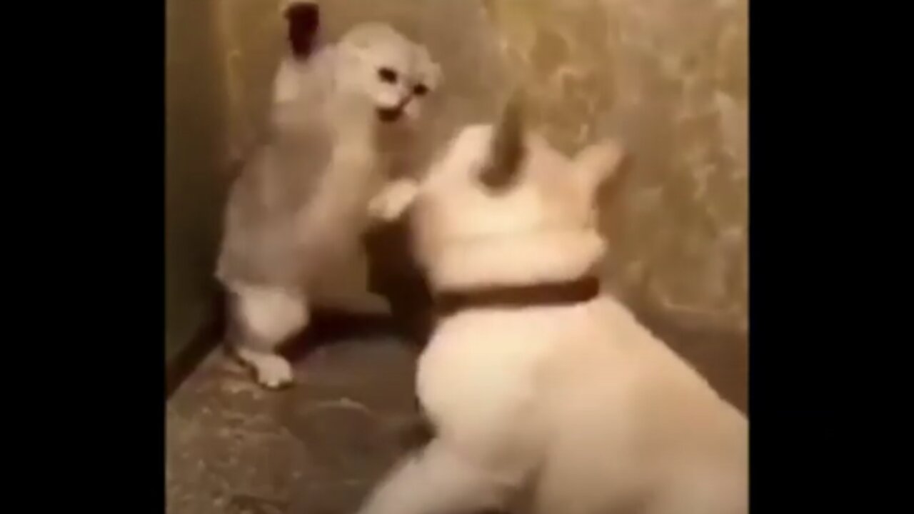 Best Cat and Dog Fight 2021 no. 2 Compilation