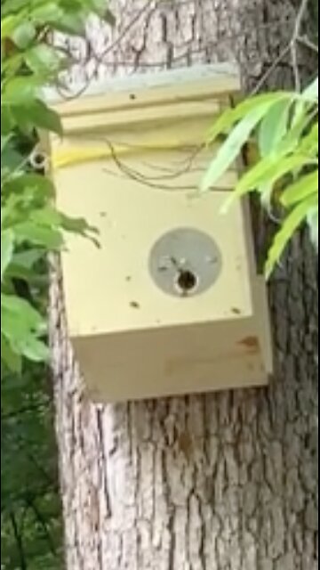 The Excitement of Having A Queen & Her Court Move Into Your Swarm Hive