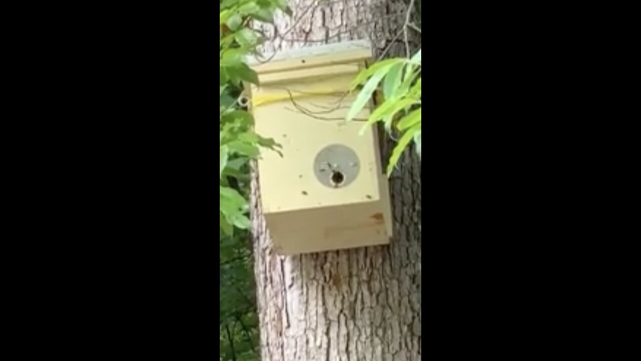 The Excitement of Having A Queen & Her Court Move Into Your Swarm Hive