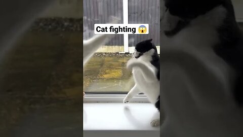 cat Fight #shorts #catfunny #animals #youtubeshorts