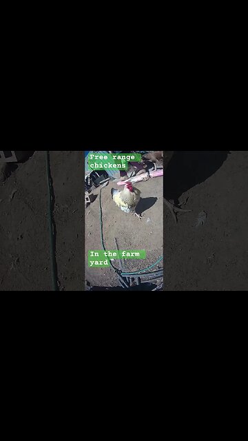 Free range chickens