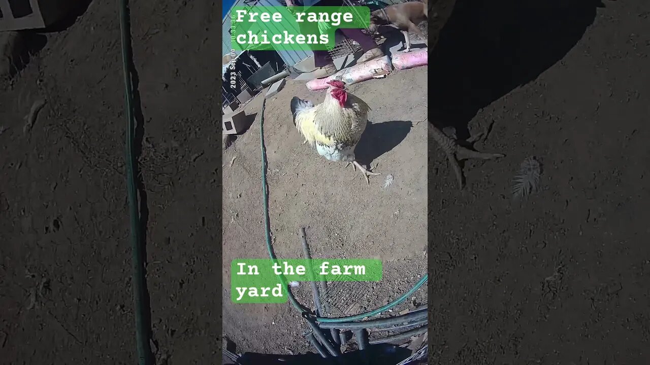 Free range chickens