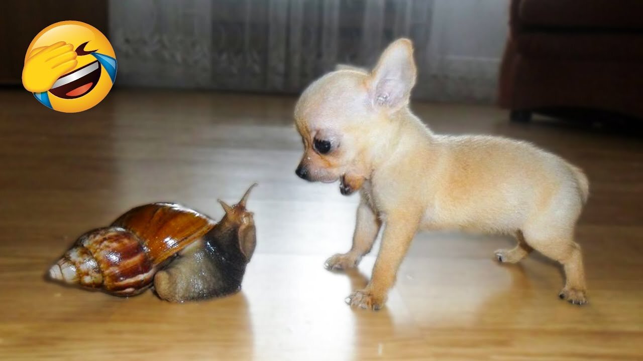 Cute Dogs And Cats That Will Make You Laugh 🥰 - Funny Animals Compilation