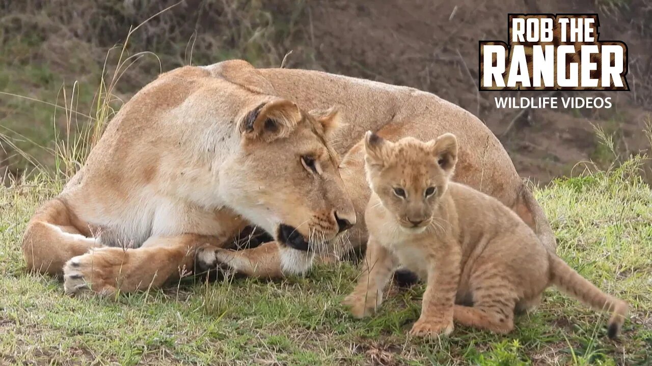 Lioness With Small Cubs | Lalashe Maasai Mara Safari