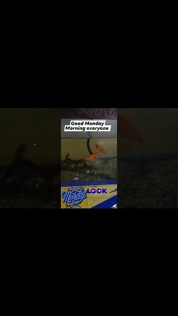 Aquarium fishes-beautiful anc colourful #fish #aquarium