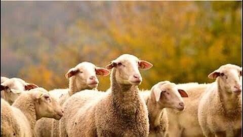 The Sheepfold of Time