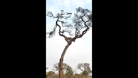 liopard and lion fighting