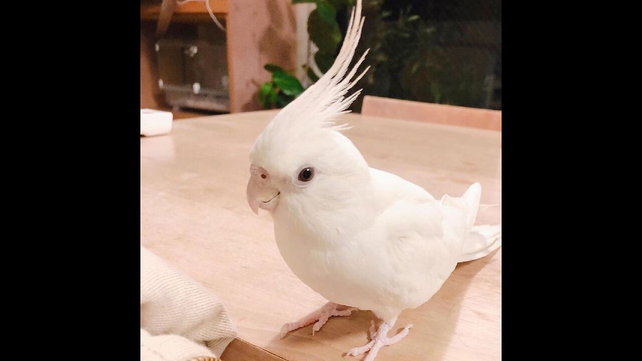 Snowy Plumage: A White Cockatiel