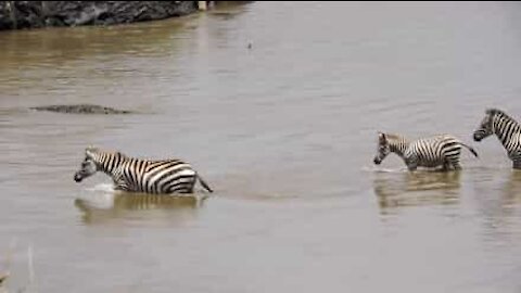 Pequena zebra é atacada por crocodilo ao atravessar um rio