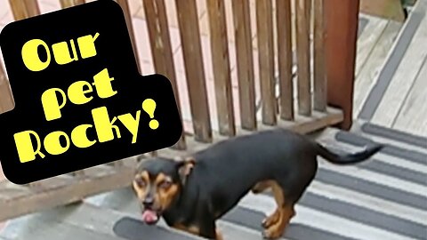 Meet Our Dog, Rocky!!!
