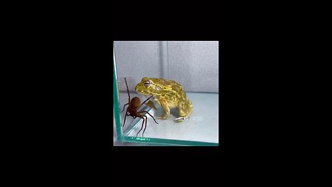 Frog eat a spider