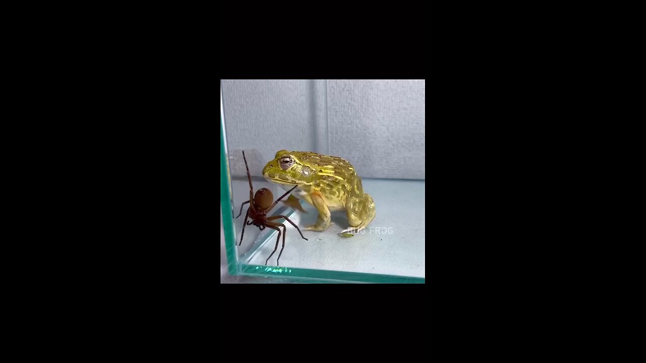 Frog eat a spider