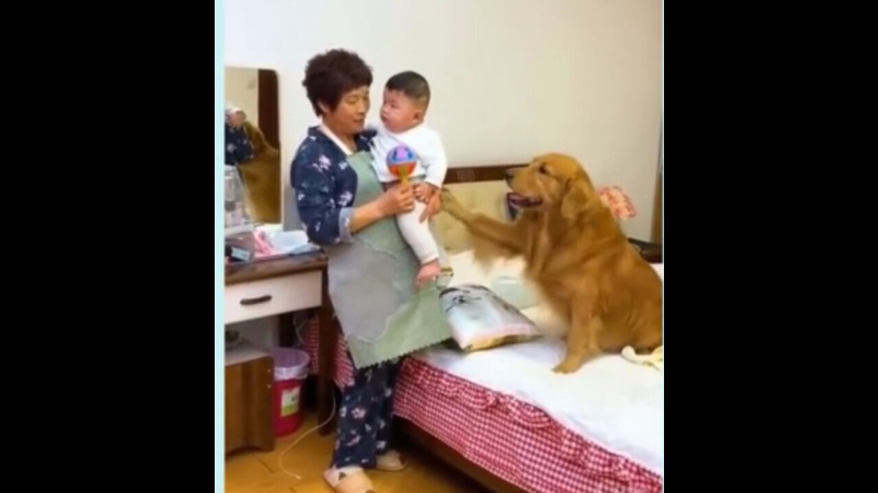 😍 Cute Funny and Smart Dogs