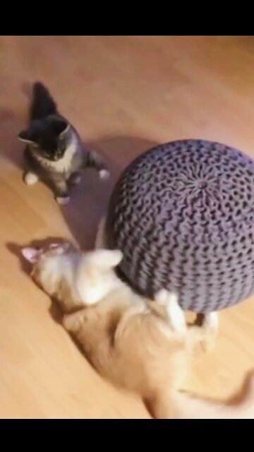 Kumfu Fighting cat and dog Funny cats 🐈 Don't try to hold back Laughter 😸 Just look Funny Cats Life🤪