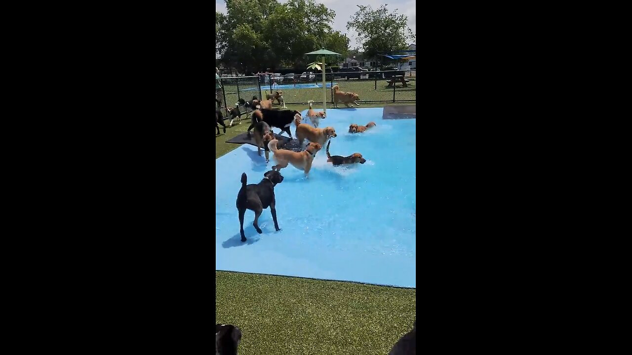 Pool day for Puppy