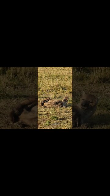 Hyena Den Fun! #Wildlife | #ShortsAfrica