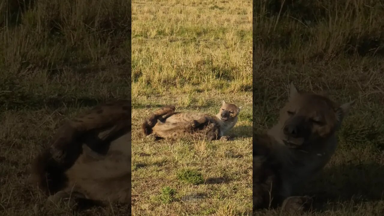 Hyena Den Fun! #Wildlife | #ShortsAfrica