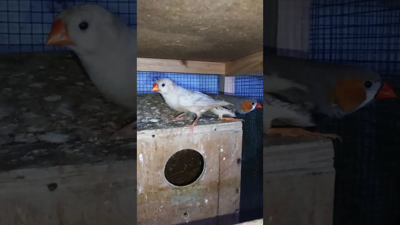 Mutation finches at SNS exotic finches #shorts #youtubeshorts #birdslover