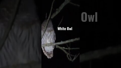 No hoot