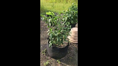 Pick Peppers 🌶 in the Garden at the Farm #country