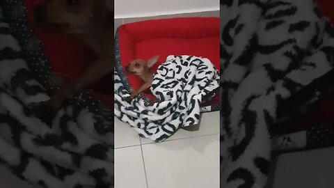 PISNCHER ZERO NA PREGUICINHA #shorts #dog #pet