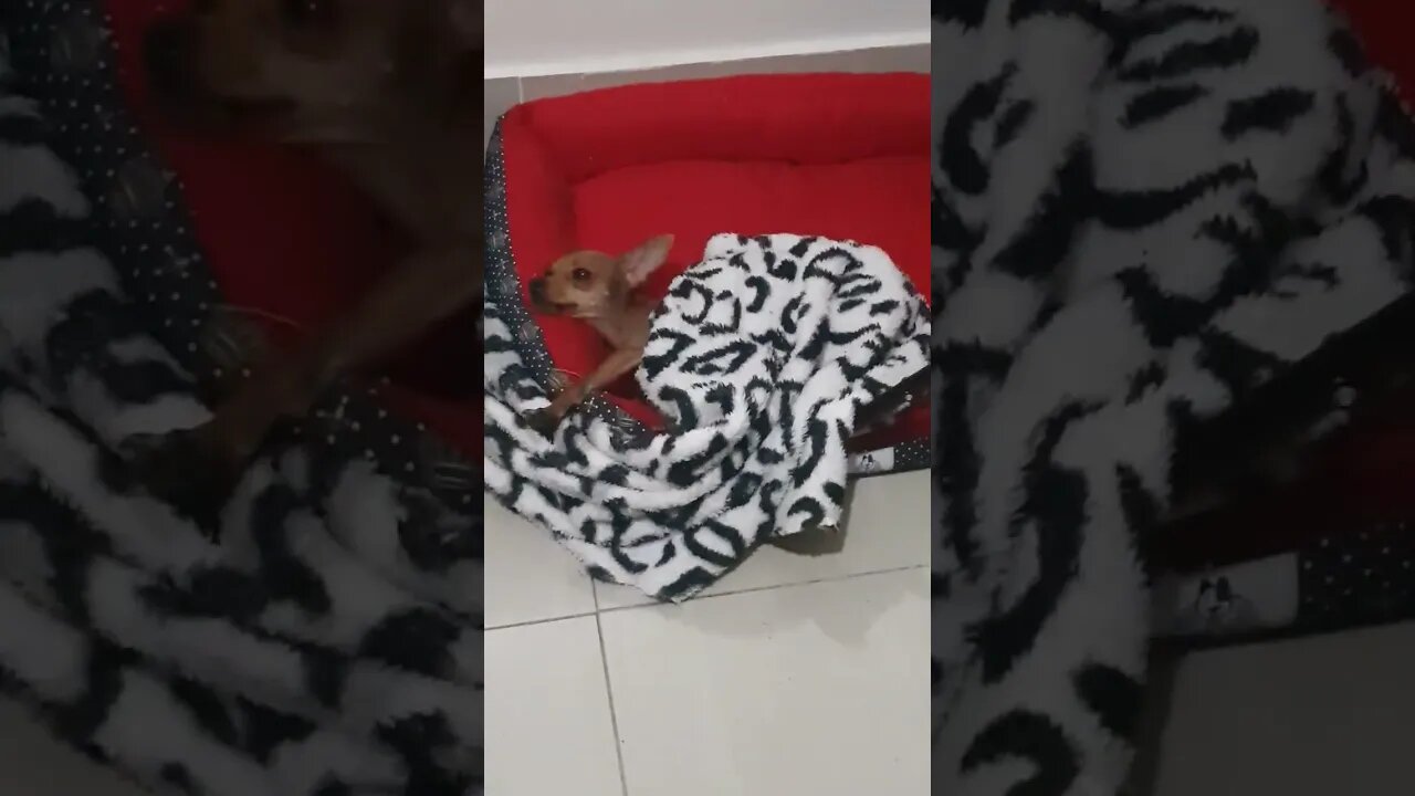 PISNCHER ZERO NA PREGUICINHA #shorts #dog #pet
