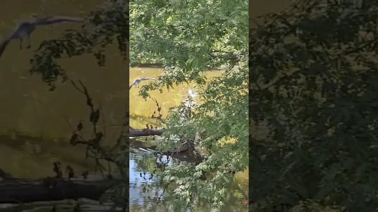 Great Blue Heron at the Farm 🚜 at Mud Creek