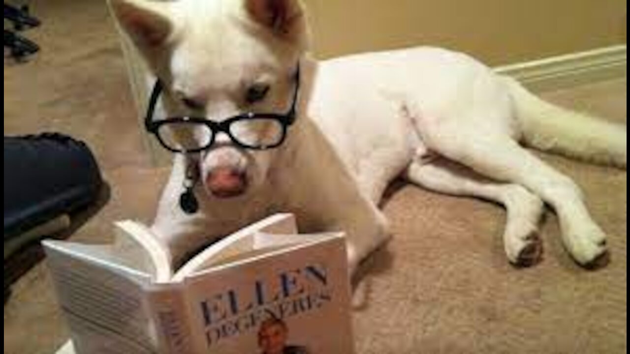🤣Funny Dog Videos 2020🤣 🐶 It's time to LAUGH with Dog's life