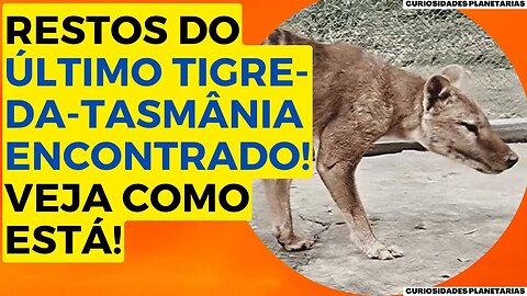 O QUE SOBROU DO ULTIMO TIGRE DA TASMÂNIA FOI ENCONTRADO APÓS 85 ANOS! VEJA COMO FICOU #curiosidades