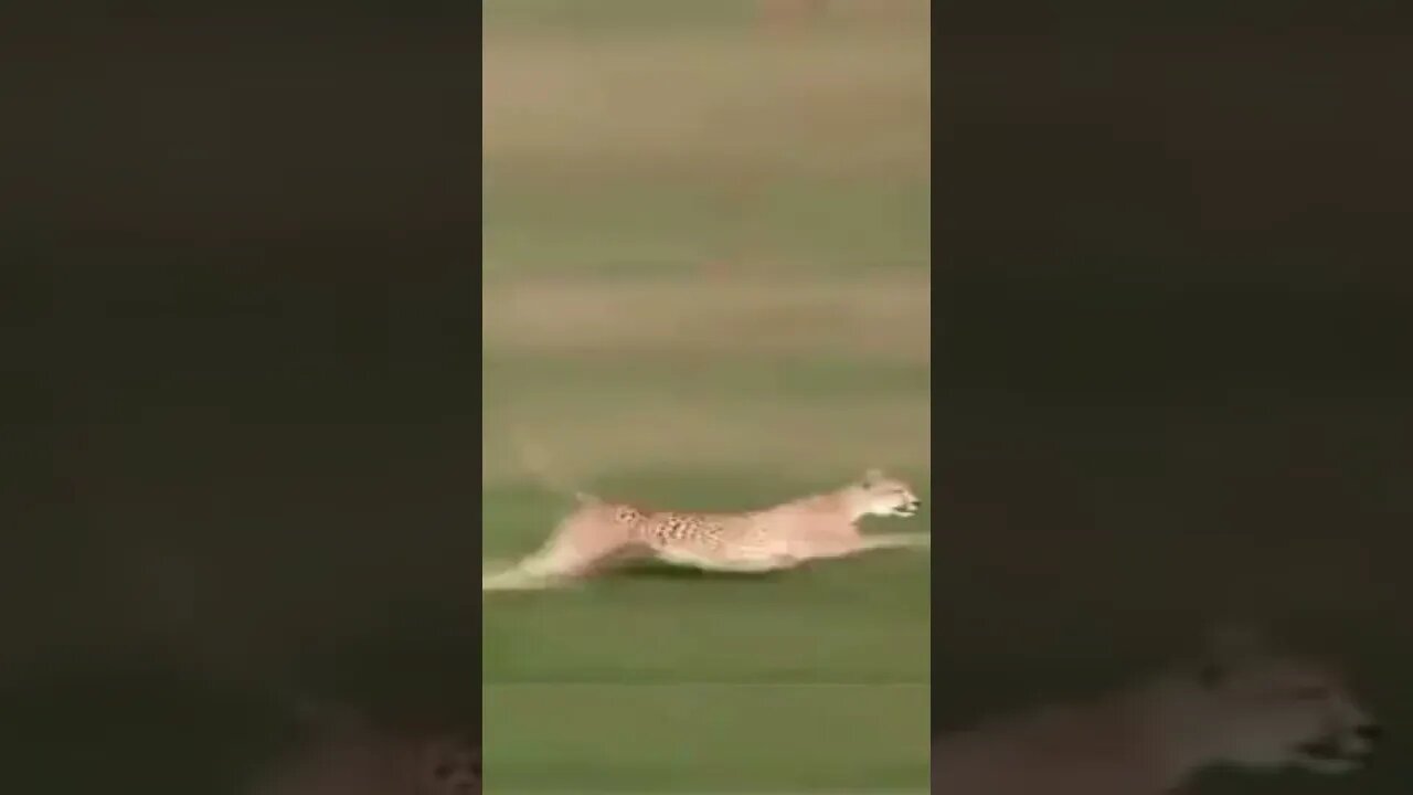 The Power of a Cheetah / Cheetah Chasing & Killing a Springbok