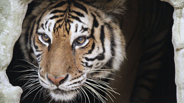 Rescued Tiger Undergoes Dramatic Surgery: WILDEST ANIMAL RESCUES