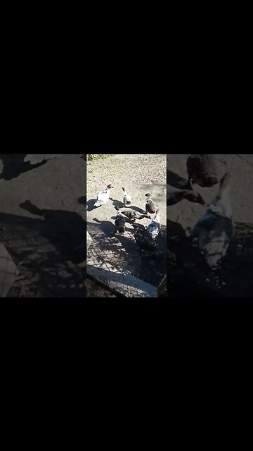 Muscovy ducklings are going out in the sun to play