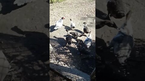 Muscovy ducklings are going out in the sun to play