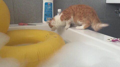 Cat Falls into Tub and Freaks Out