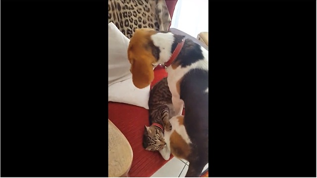 Beagle and kitten battle for new toy dominance