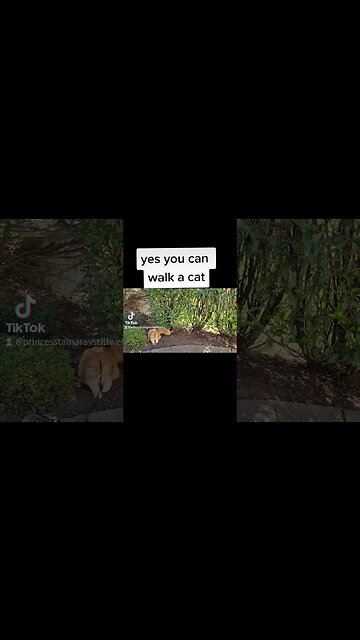 Maine Coon Kitten How to Walk a Cat