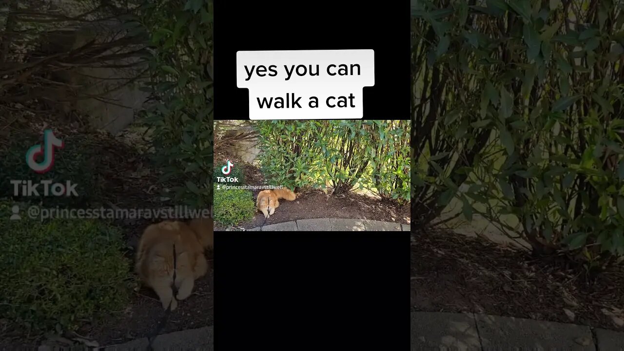 Maine Coon Kitten How to Walk a Cat