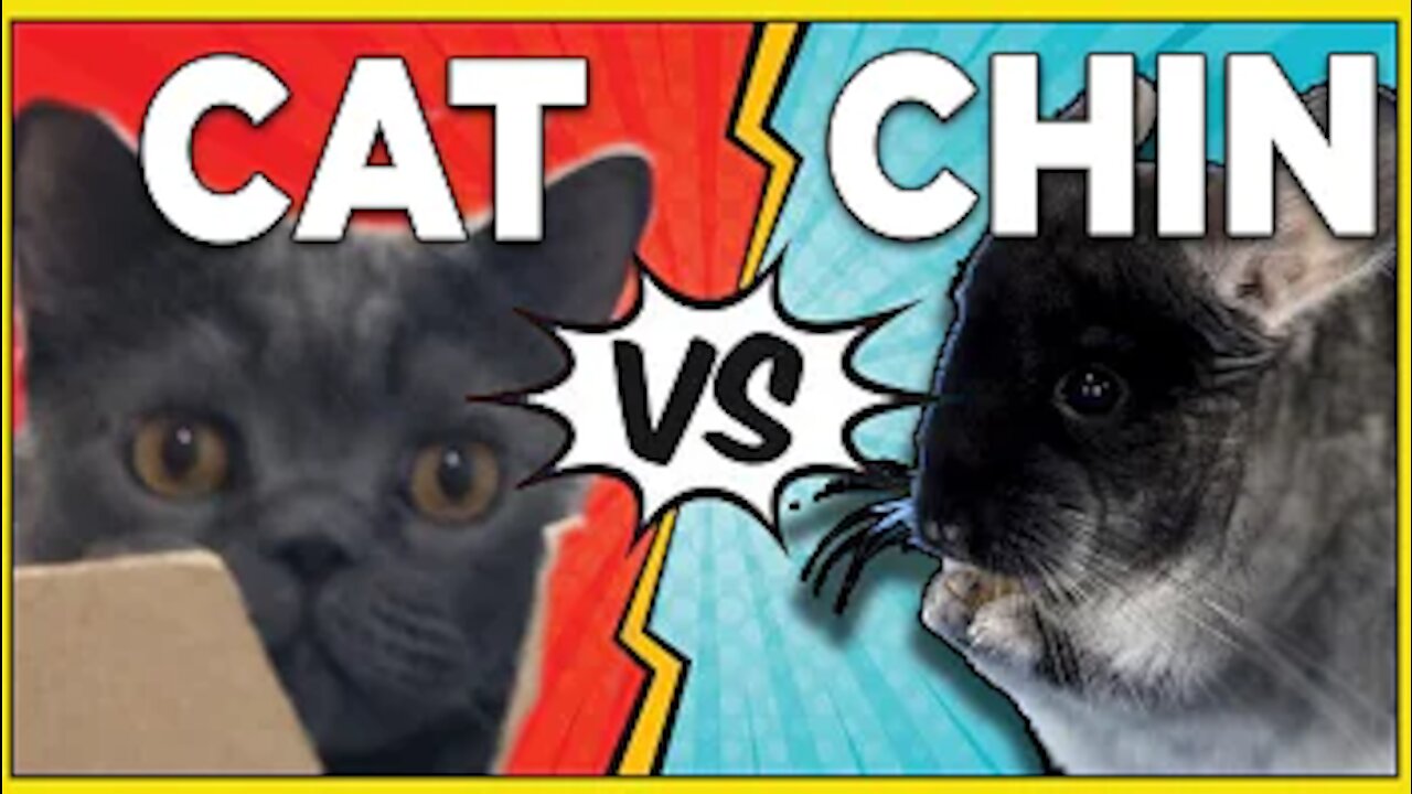 Chinchilla and cat trying LONG JUMP CHALLENGE