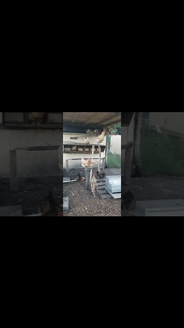 #chickens #chickenshorts