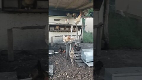 #chickens #chickenshorts