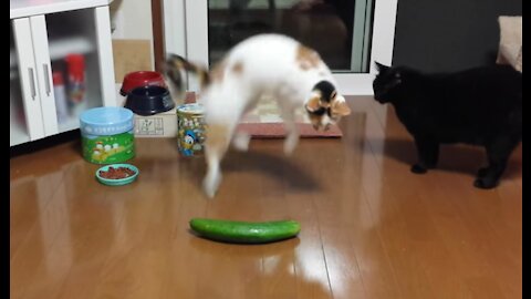 Funny cats scared of cucumber